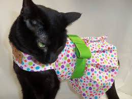Coolcats Multicolor Rainbow Polka Dot Spring Cat By Rockindogs 24 95 Kedi Siyah