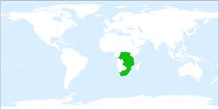 Image result for Argyrolobium tomentosum