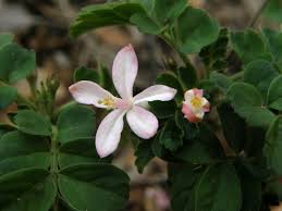 Image result for Lepidotrichilia