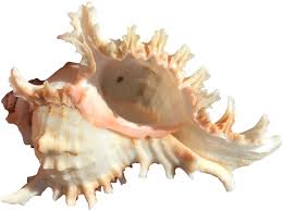 Free delivery and returns on ebay plus items for plus members. Buy Nanmuuyi Sea Shell Flower Pot Natural Conch Air Plant Display Stand Shell Beach Theme Party Handicraft Home Decoration Online In Vietnam B095yq1q9k