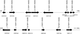 Identification Of Infectious Spleen And Kidney Necrosis Virus Isknv Encoded Micrornas Springerlink (b) phylogenetic tree of isknv orf111l with other traf family proteins. encoded micrornas