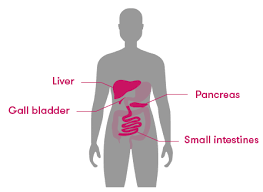This is the updated amoeba sisters human organ systems video, which provides a brief function if interested in some more detail on a particular body system, we've been creating videos on one we also reserve the right to remove comments. The Ins And Outs Of Our Digestive System Curious