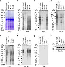 Reborn with talent, rise of the white dragon., stealing spree. The Human Lung Glycome Reveals Novel Glycan Ligands For Influenza A Virus Scientific Reports