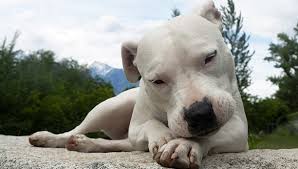 Hochwertige laptoptaschen zum thema kampfhund von unabhängigen künstlern und designern aus aller welt. Dogo Argentino Hundemagazin Com