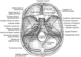 The interventricular foramen, also known as foramen of monro, is part of the ventricular system and the connection between the third ventricle and the lateral ventricle. Anatomy Of The Skull Base And Related Structures Elements Of Surgical Anatomy Neupsy Key