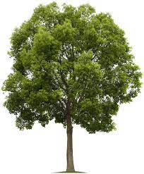 Tree Png 1903 2304 Tanaman Pohon Gambar