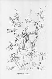 Image result for Teramnus uncinatus