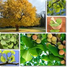 That has been the plan for decades, according to hodgson, but the female trees still aren't going anywhere. Properties And Benefits Of Ginkgo Biloba Natureword