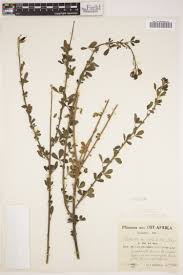 Image result for Zornia pratensis