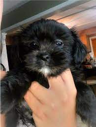 Yorkie shih tzu poodle mix black and white. Super Cute 4 Male Shih Tzu Yorkie Mix Shorkie Tzu Puppies Left From Our Litter 3 Black And 1 White Black Th Shorkie Puppies Yorkie Shih Tzu Mix Yorkie Mix