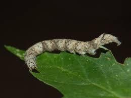 (caterpillar, we or our) is furnishing supplemental information concerning (i) retail sales of machines to end users and (ii) retail sales of power systems (including reciprocating and turbine engines and locomotives) to end users and original equipment manufacturers (oems). Unknown Gray Stick Caterpillar Parallelia Bistriaris Bugguide Net