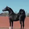 الحصان العربي ‎  ħisˤaːn ʕarabiː, dmg ḥiṣān ʿarabī) is a breed of horse that originated on the arabian peninsula.with a distinctive head shape and high tail carriage, the arabian is one of the most easily recognizable horse breeds in the world. 1