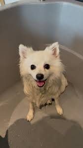 Hondensalon Au Petit Chien