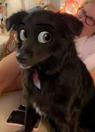 Snapchat has a new filter and it basically disneyfies your dog. This Snapchat Filter Makes Your Dog Look Like A Disney Cartoon