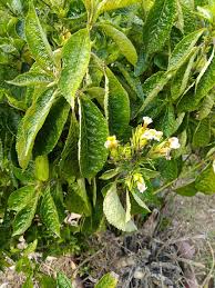 Daun pecah kaca banyak manfaat utk kesihatan mp3 duration 4:00 size 9.16 mb / mangkin pictures 2. Pokok Pecah Kaca Retak Koleksi Petua Dan Khasiat Herba Facebook