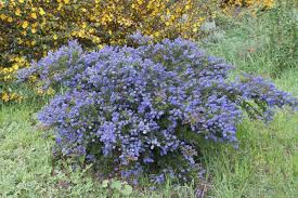 Image result for Criscianthus