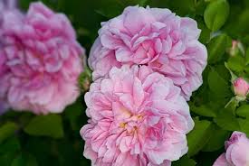 Fiori rosa peonie rosa fiori freschi fiori esotici rose gialle acquaponica arte per giardini papaveri bellissimi fiori. 1500 Varieta Di Rose Antiche Moderne Inglesi In Mostra Giardinaggio Piante E Fiori