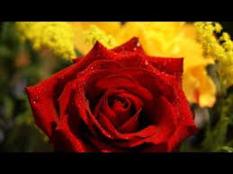 Hd 720p Autumn Rose By Ernesto Cortazar Youtube Rose Flower Wallpaper Beautiful Flowers Wallpapers Beautiful Rose Flowers
