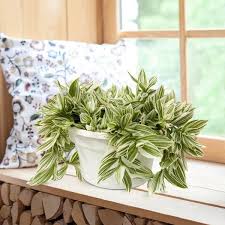 Image result for Tradescantia