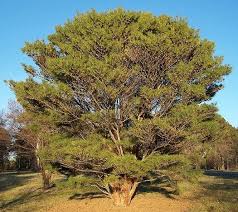 Image result for Hunteria densiflora