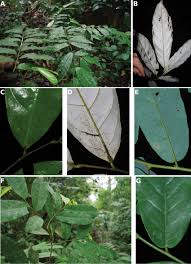 Image result for Monanthotaxis orophila