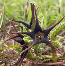 Image result for Brachystelma