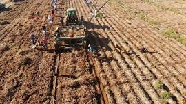 2026 Miller Research Potato Day and Food Drive