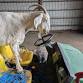 Lighthouse Sanctuary Work Party — Northwest VEG