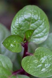 We did not find results for: Apa Itu Daun Binahong Bermanfaat Untuk Jerawat Hingga Vitalitas Pria