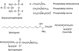 Polar Lipid An Overview Sciencedirect Topics