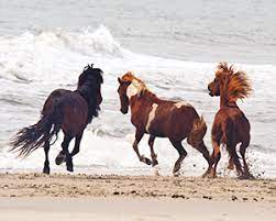 Wild Ponies
