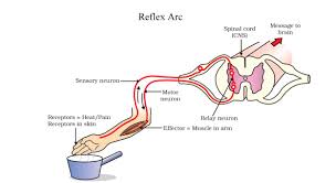 Reflex Action And Reflex Arc Concepts Solved Questions And