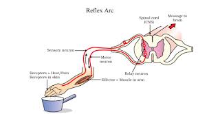 reflex action and reflex arc concepts solved questions and