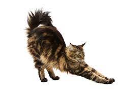 Die maine coon katzen sind anhängliche und freundliche tiere. Typische Verhaltensweisen Maine Coon Abc De