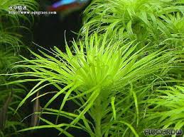 Image result for Syngonanthus