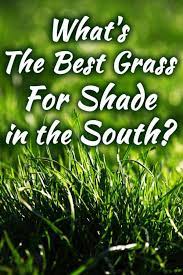 In full sun, a pallet of sod will literally cook, starting from the inside of every roll. What S The Best Grass For Shade In The South Garden Tabs