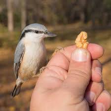So, why are pecans bad for dogs? 10 Tips For Hand Feeding Wild Birds Empress Of Dirt