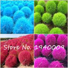 As it matures, this shrub grows very thick and is practically impenetrable. Top 10 Most Popular Burning Bush Planting Ideas And Get Free Shipping Kfefh4em