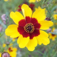 Image result for Melinis ambigua