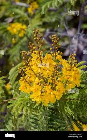 Image result for Peltophorum pterocarpum