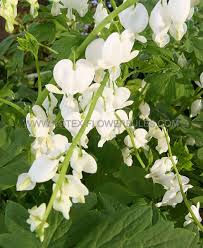 Image result for Dicentra spectabilis alba