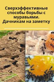 муравьи в саду и огороде и борьба с ними Pin Na Doske Sad Ogorod