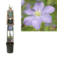 Check spelling or type a new query. Clematis Climbing Plants Large Flowered Florastore