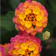 Image result for Lantana angolensis