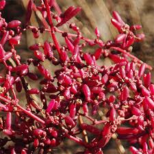 Image result for Suaeda