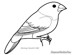 Buat sketsa gambar lovebird terlebih dahulu. 35 Trend Terbaru Gambar Sketsa Burung Lovebird Ngekek Tea And Lead
