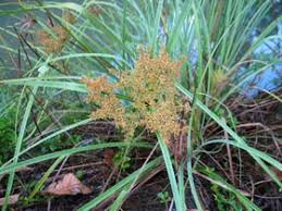 Image result for Cyperus albopilosus