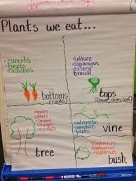 The Controlled Chaos Classroom Roots Stems Leaves And Flowers Kindergarten Anchor Charts Plant Unit Kindergarten Plants Kindergarten