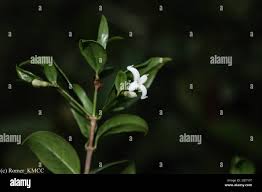 Image result for Gaertnera