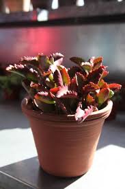 A Tour Of The Succulents In My Greenhouse The Martha Stewart Blog Succulents Martha Stewart Blog Growing Succulents
